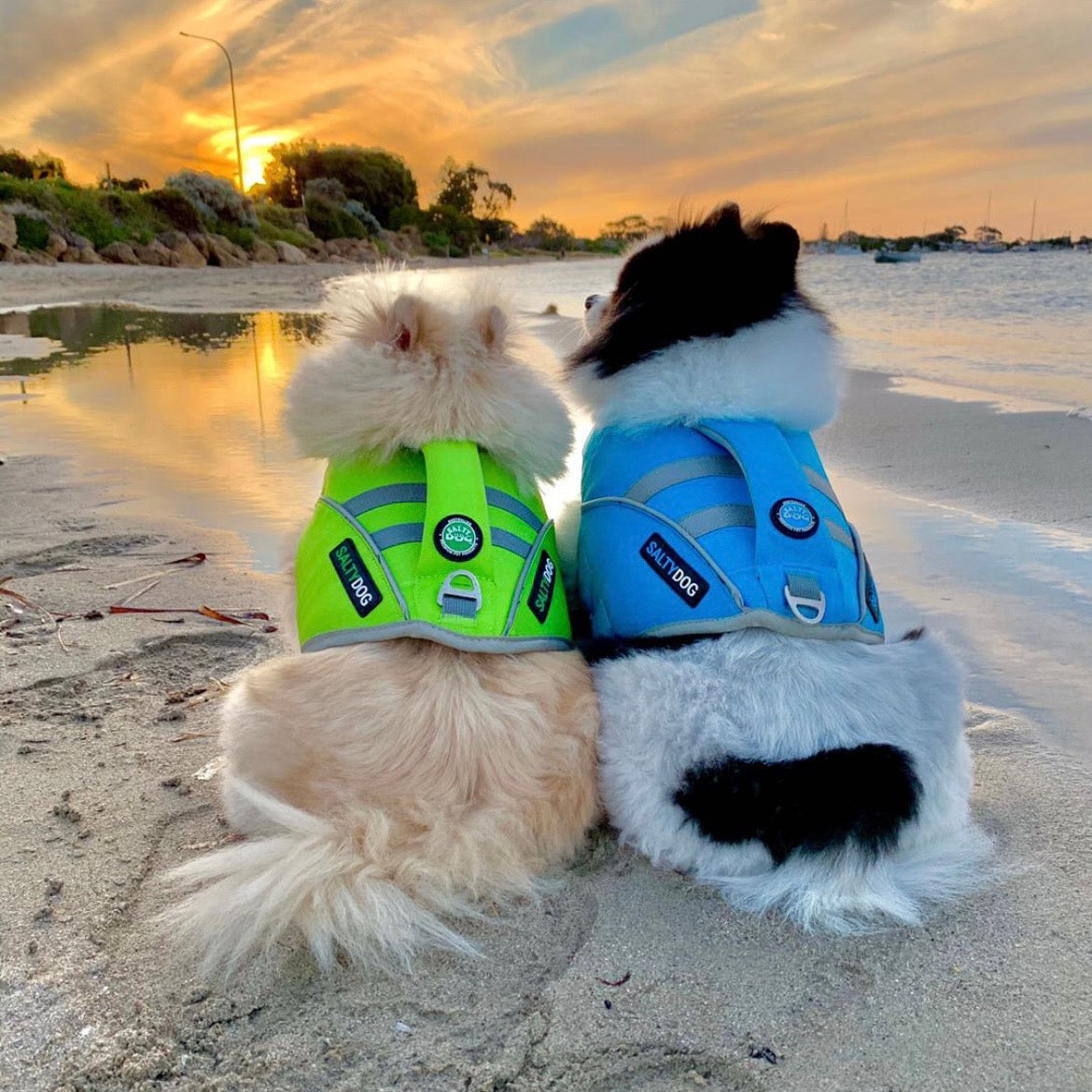 Small pomeranian dog wearing blue SaltyDOG Waverider life jacket at the beach