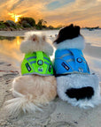 Small pomeranian dog wearing blue SaltyDOG Waverider life jacket at the beach