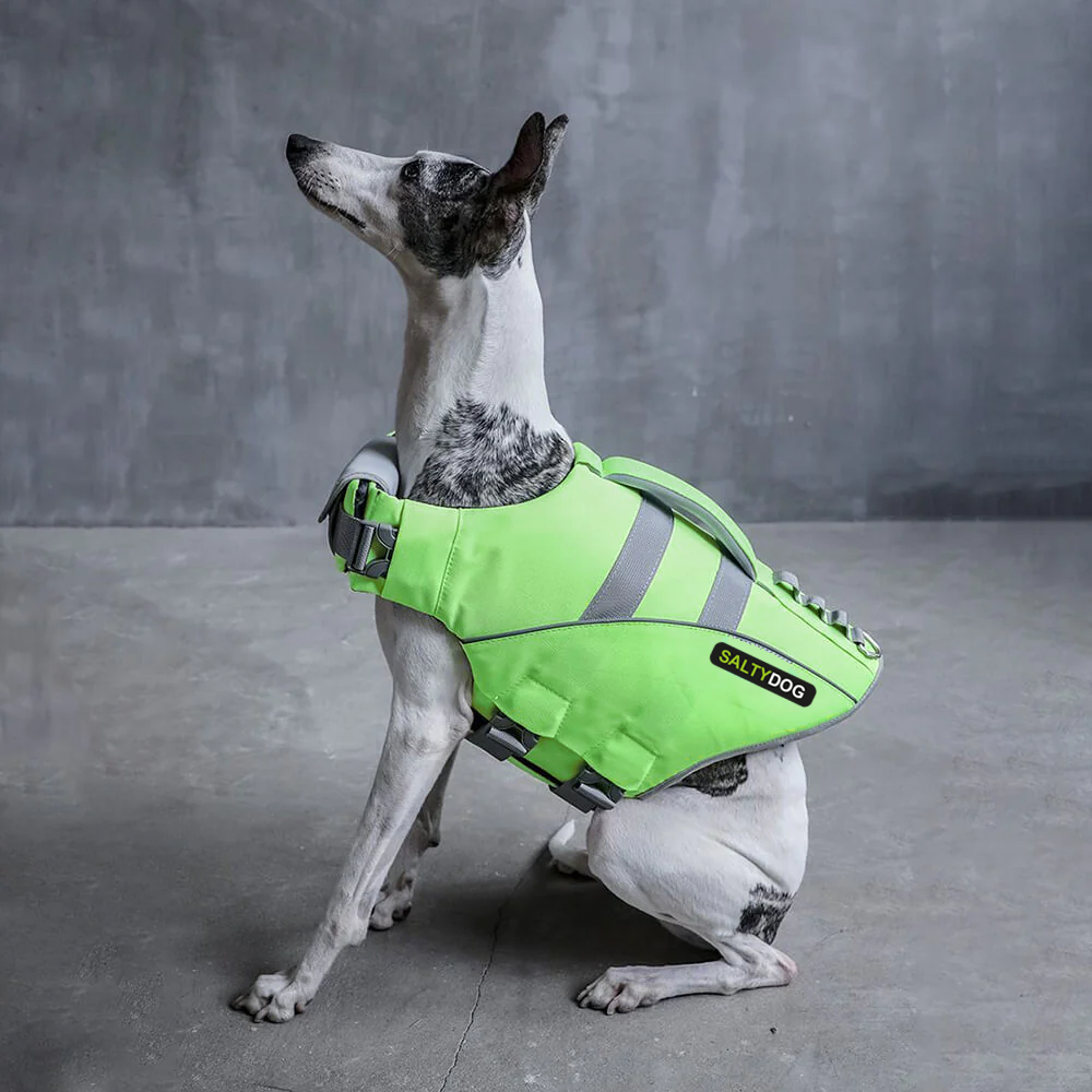 Small dog wearing green SaltyDOG Waverider life jacket