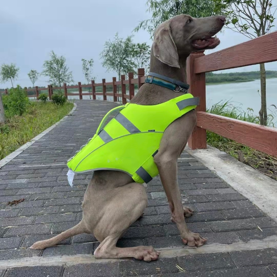 Weimaraner dog wearing green SaltyDOG Waverider life jacket