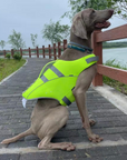 Weimaraner dog wearing green SaltyDOG Waverider life jacket