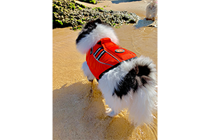 dog_life_jacket_orange_001