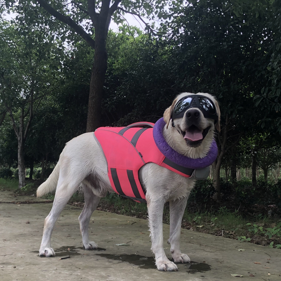 Big Labrador dog wearing pink SaltyDOG Waverider life jacket at the beach