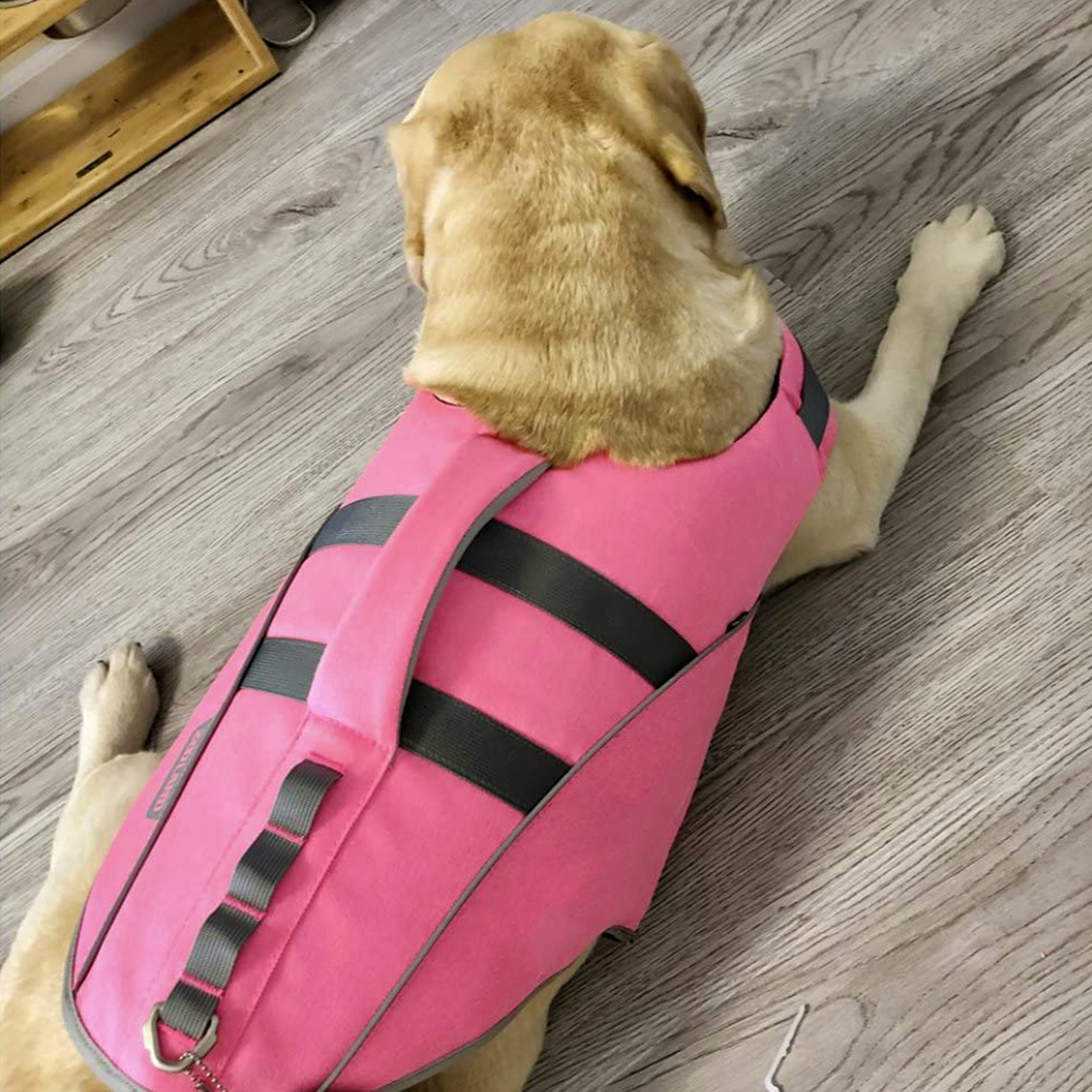 Big Labrador dog wearing pink SaltyDOG Waverider life jacket at the beach