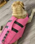 Big Labrador dog wearing pink SaltyDOG Waverider life jacket at the beach