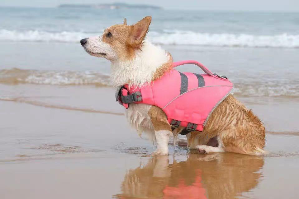 Small welsh corgi dog wearing pink SaltyDOG Waverider life jacket at the beach