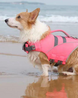 Small welsh corgi dog wearing pink SaltyDOG Waverider life jacket at the beach