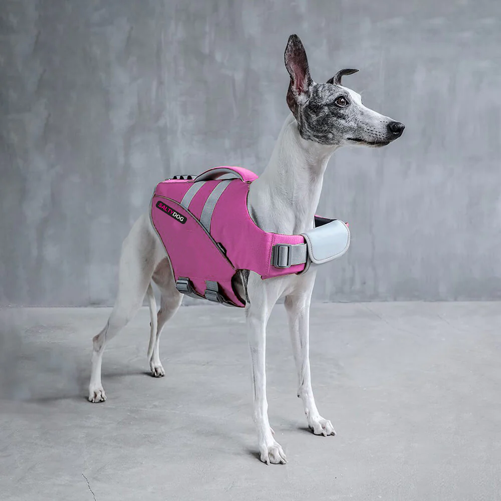 Whippet dog wearing pink SaltyDOG Waverider life jacket at the beach