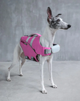 Whippet dog wearing pink SaltyDOG Waverider life jacket at the beach