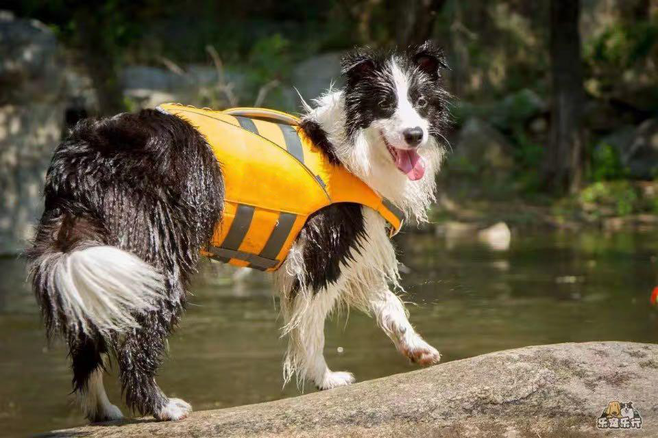 Border Collie dog wearing yellow SaltyDOG Waverider life jacket at the lake