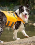 Border Collie dog wearing yellow SaltyDOG Waverider life jacket at the lake