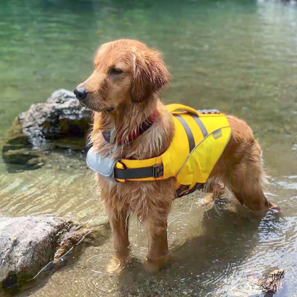 Golden Retriever dog wearing yellow SaltyDOG Waverider life jacket at the beach