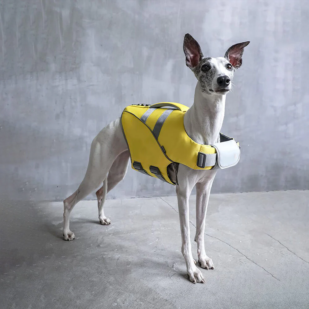 Small whippet dog wearing yellow SaltyDOG Waverider life jacket