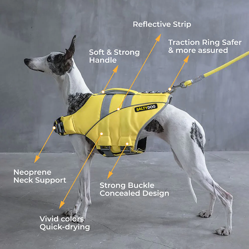 Small whippet dog wearing yellow SaltyDOG Waverider life jacket at the beach