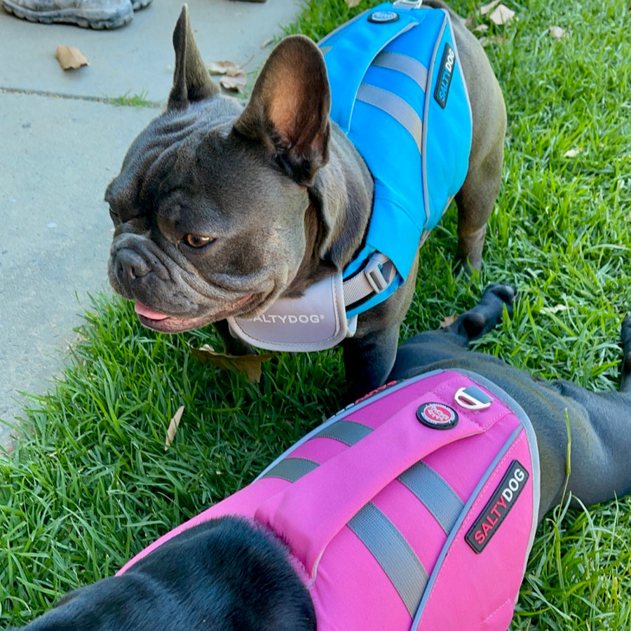 dog life jackets from saltydogs.com.au