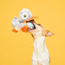 Big Bill & Beak-A-Boo Fish